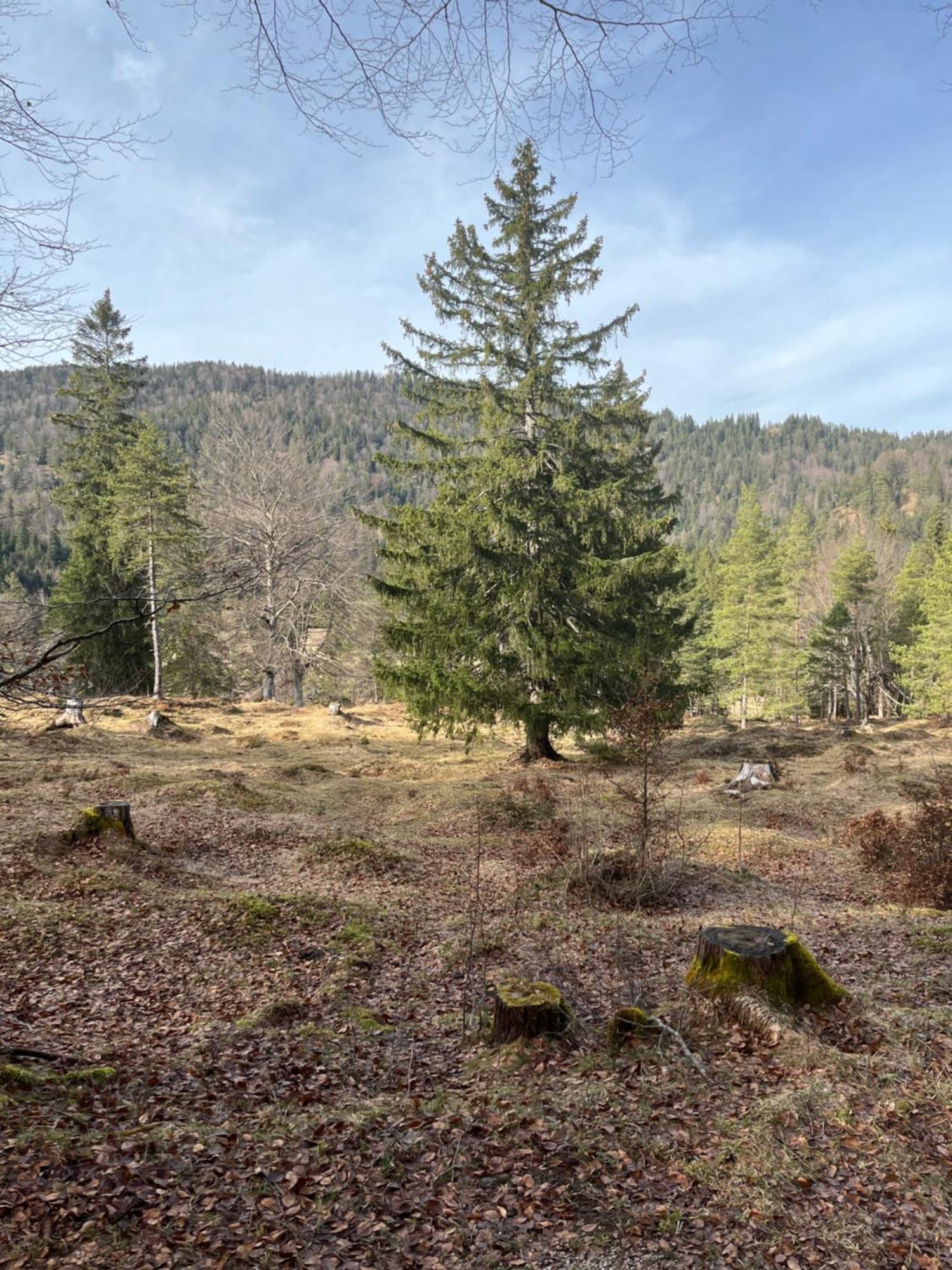 Fewo Lautersee Mittenwald Exterior foto
